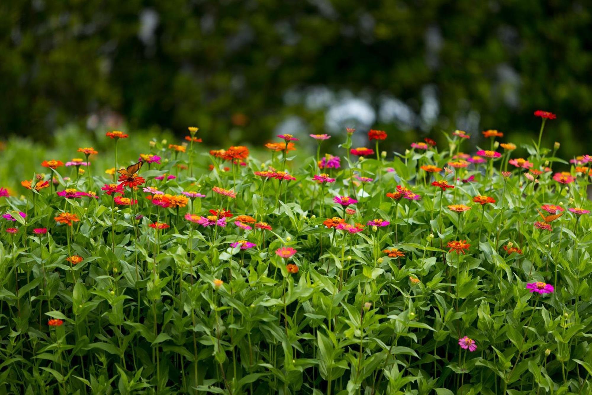 Anana Ecological Resort Krabi - Sha Extra Plus Ao Nang Exterior foto Zinnia flowers